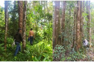 Dosen IPB University Prof Jhonson Lumban Gaol bersama Masyarakat Huta Paung melakukan Pemetaan Batas Pengelolaan Hutan Kemenyan Dosen IPB University Prof Jhonson Lumban Gaol bersama Masyarakat Huta Paung melakukan Pemetaan Batas Pengelolaan Hutan Kemenyan