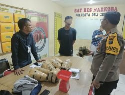 Polresta Deli Serdang Gagalkan 8 Bal Ganja Tujuan Bukit Tinggi