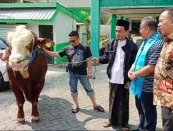 PAN Jatim Serahkan Sapi Seberat 1,2 Ton ke Muhammadiyah dan NU Jatim, Achmad Rubaie: Untuk Mempererat Silaturahmi