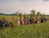 Panen Raya Padi Tingkatkan Produktifitas Padi Desa Paya Bakung