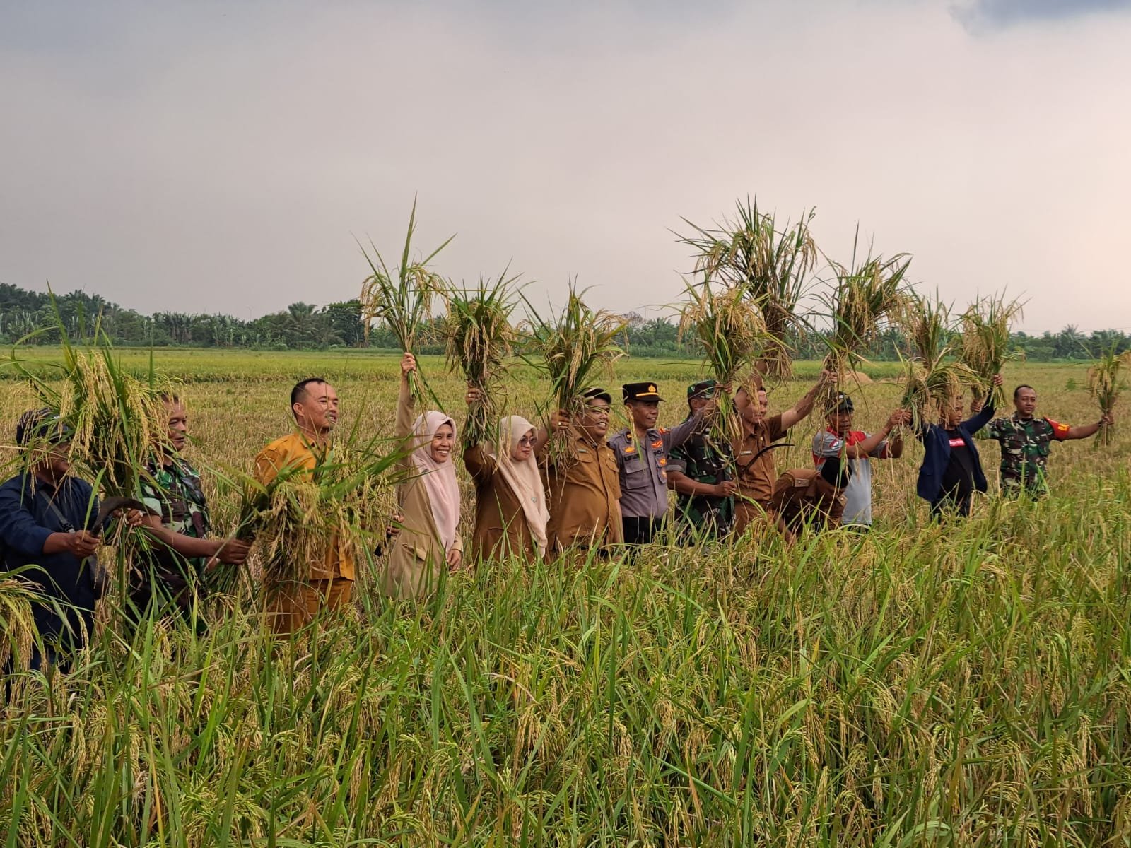 Panen Raya Padi Tingkatkan Produktifitas Padi Desa Paya Bakung Panen Raya Padi Tingkatkan Produktifitas Padi Desa Paya Bakung