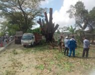 Arsun Lurah Sei Selayur Tanggap Potong Pohon yang Terbakar Dekat PT Pusri