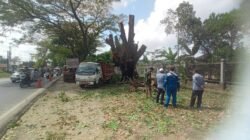 Arsun Lurah Sei Selayur Tanggap Potong Pohon yang Terbakar Dekat PT Pusri Arsun Lurah Sei Selayur Tanggap Potong Pohon yang Terbakar Dekat PT Pusri