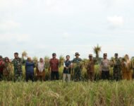 BADAN URUSAN LOGISTIK (BULOG) CABANG MEDAN TERAPKAN HPP GABAH  Rp. 6500/Kg DI PANEN RAYA DESA PAYA BAKUNG