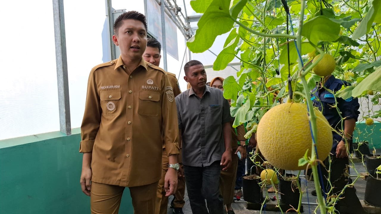 Bupati Panca Panen Perdana Melon Varietas Inthanon di Ogan Ilir, Pemkab Siap Dukung Peningkatan Produksi Bupati Panca Panen Perdana Melon Varietas Inthanon di Ogan Ilir, Pemkab Siap Dukung Peningkatan Produksi