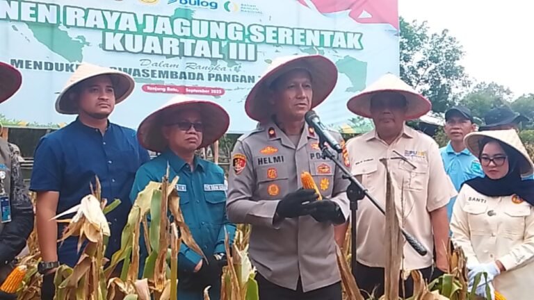 Kadin PUPR Ogan Ilir Bersama Sekda Muksin Apdula Hadiri Panen Jagung Kuartal lll Di Desa Senuro Barat