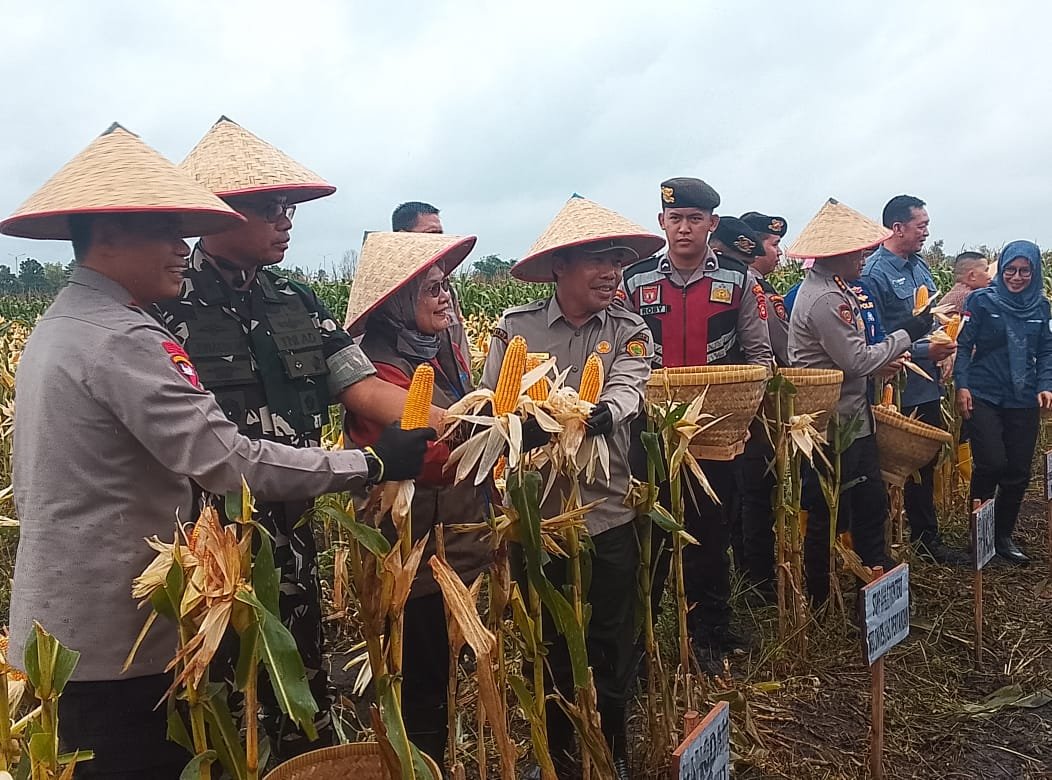 Kapolda Sumsel Irjen Pol Andi Rian R Djajadi Hadiri dan Pimpin Langsung Panen Raya Jagung Pipil di Ogan Ilir Kapolda Sumsel Irjen Pol Andi Rian R Djajadi Hadiri dan Pimpin Langsung Panen Raya Jagung Pipil di Ogan Ilir