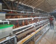 Ternak Ayam Petelur, Pengurus Bumdes Desa Sukarami kecamatan Pemulutan Realisasi Program Ketahanan Pangan