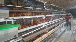 Ternak Ayam Petelur, Pengurus Bumdes Desa Sukarami kecamatan Pemulutan Realisasi Program Ketahanan Pangan Ternak Ayam Petelur, Pengurus Bumdes Desa Sukarami kecamatan Pemulutan Realisasi Program Ketahanan Pangan