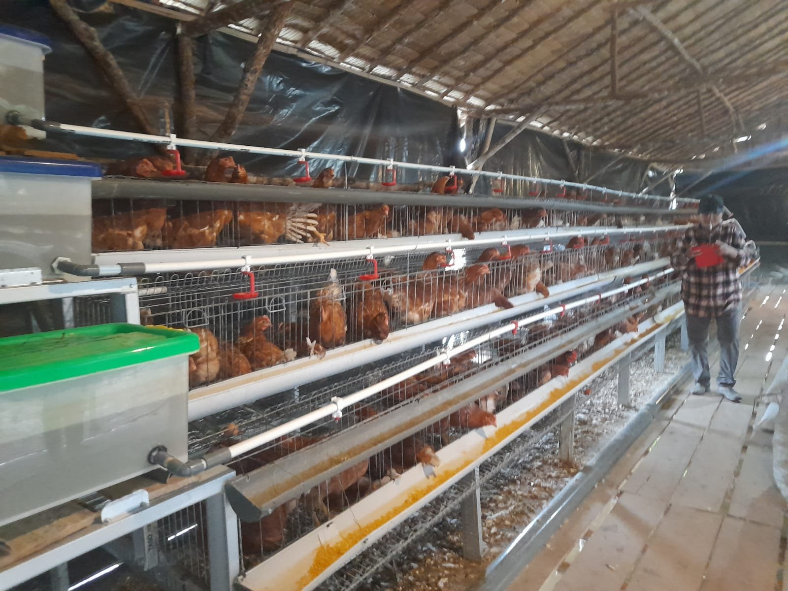 Ternak Ayam Petelur, Pengurus Bumdes Desa Sukarami kecamatan Pemulutan Realisasi Program Ketahanan Pangan Ternak Ayam Petelur, Pengurus Bumdes Desa Sukarami kecamatan Pemulutan Realisasi Program Ketahanan Pangan