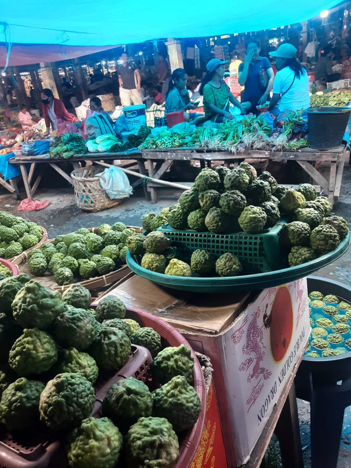 Anggir/Jeruk Purut/Unte Mungkur dalam Adat & Budaya Batak di Samosir