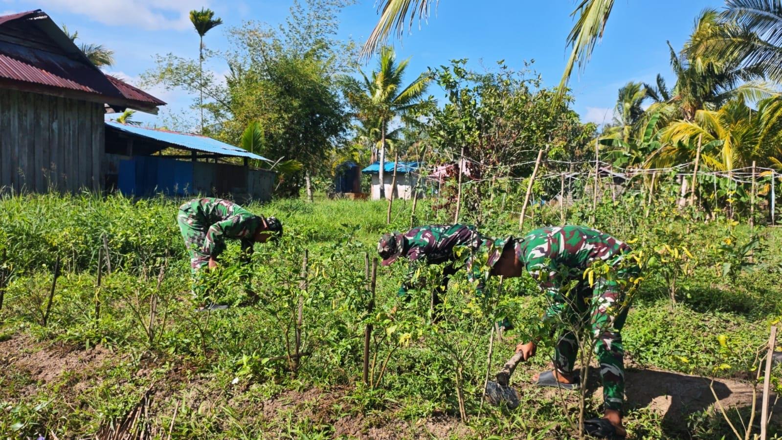 Satgas Yonif 123/RJW Kembangkan Hanpangan di Pos Kimaam, Hasil Panen Disiapkan untuk Masyarakat Satgas Yonif 123/RJW Kembangkan Hanpangan di Pos Kimaam, Hasil Panen Disiapkan untuk Masyarakat
