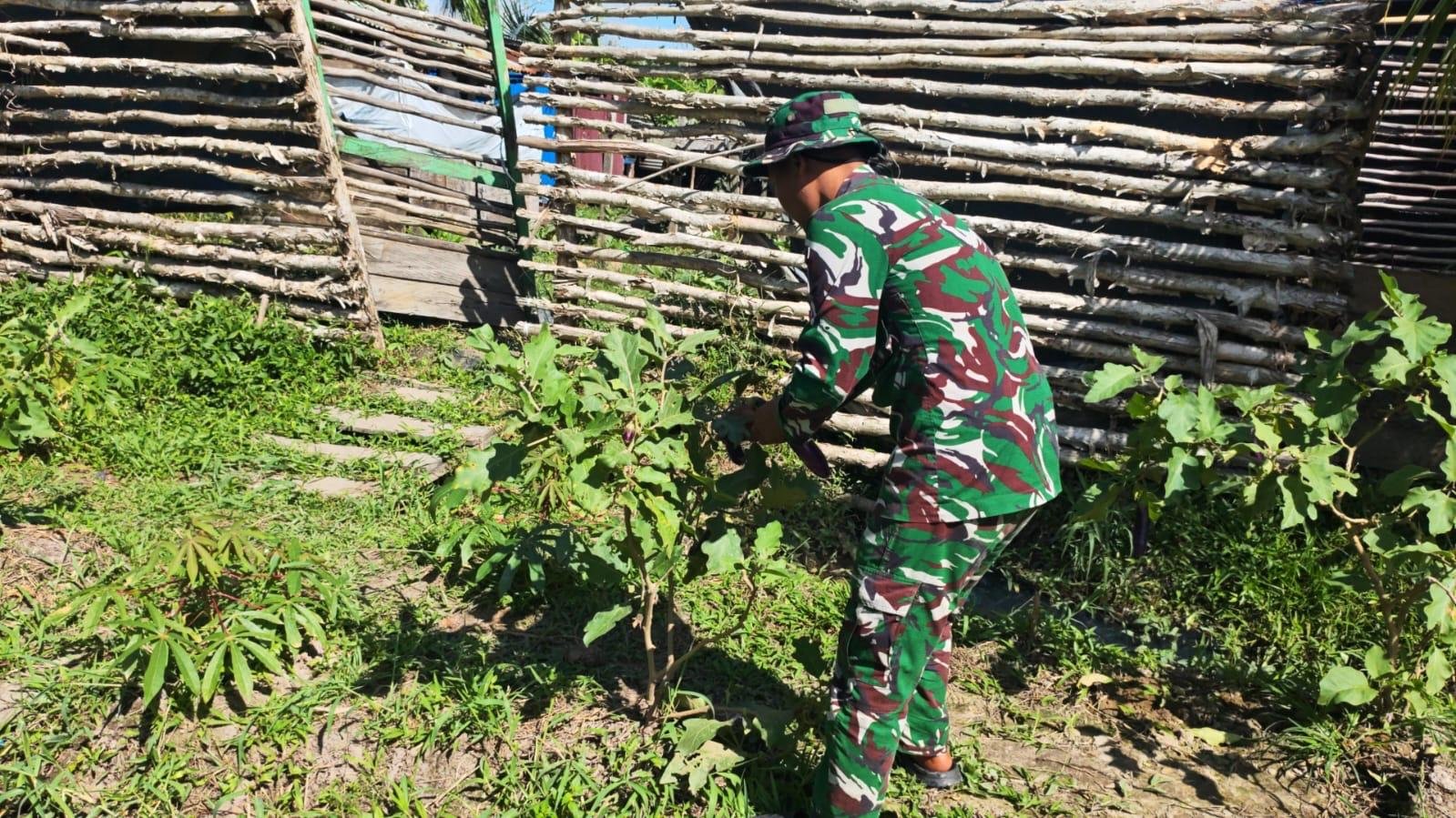 Satgas Yonif 123/RJW Kembangkan Hanpangan di Pos Kimaam, Hasil Panen Disiapkan untuk Masyarakat Satgas Yonif 123/RJW Kembangkan Hanpangan di Pos Kimaam, Hasil Panen Disiapkan untuk Masyarakat