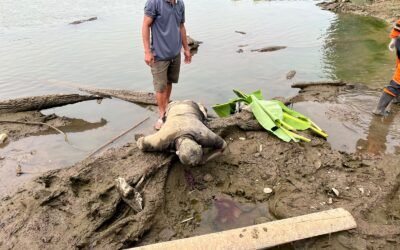 Dua Hari Pencarian, Personel Polsek Tanjung Raja, BPBD dan Keluarga Temukan Korban Hilang di Sungai Ogan