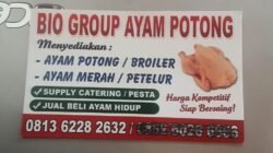 Usaha Potong Ayam Flestron Simbolon di Pangururan: 400 Ekor per Hari, Tembus 800 Ekor Saat Pekan Besar Usaha Potong Ayam Flestron Simbolon di Pangururan: 400 Ekor per Hari, Tembus 800 Ekor Saat Pekan Besar