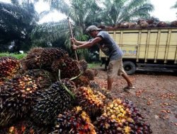ASPEKPIR Indonesia : KEMITRAAN PEKEBUN PKS HARUS DIPERKUAT