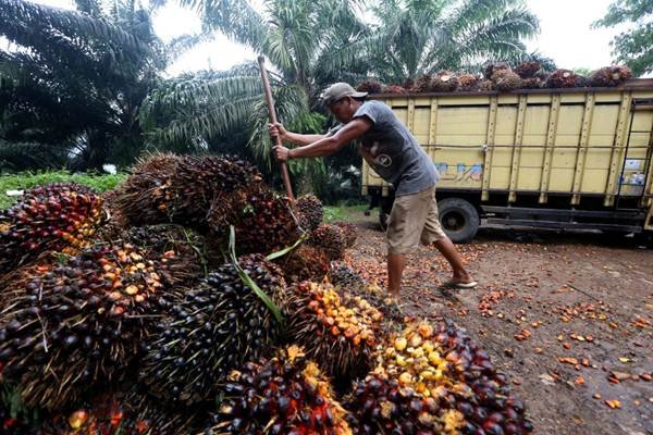 ASPEKPIR Indonesia : KEMITRAAN PEKEBUN PKS HARUS DIPERKUAT